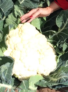 huge cauliflower needed a picture here I found this beauty in a field here